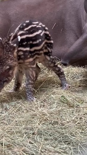 Adorable Baby Tapir Exploring its Surroundings