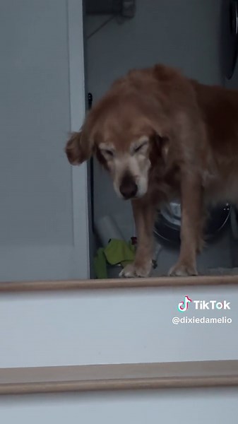 morning 🫶🏻🫶🏻🫶🏻 | cooper and dixie