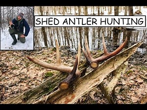Whitetail Deer Shed Antler Hunting 101 (Tips and Tactics)