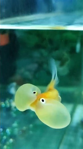 ODDLY EPIC | SYSTEM LEAK: AQUATIC_RESONANCE.EXE 🐠🎭