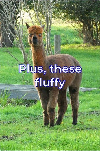 Mind-Blowing Alpaca Facts You Didn't Know! 🦙✨