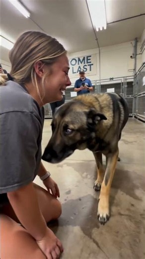 German Shepherd Mix Melts Into a Hug on Shelter Floor