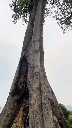 big tree # | Nirajan Bk