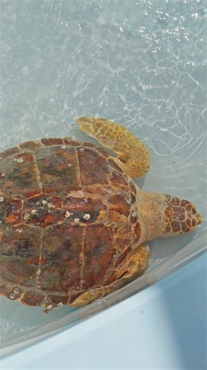 Want to see sea turtles up close?🫧 Enjoy an exclusive, before-hours experience when you book an Early Access Tour at our Center. Available daily, these tours offer a closer look at our sea turtle rehabilitation process. All fees from our tours directly support our work. Sign up here: https://bit.ly/47vdgWf #seaturtlehospital #seaturtle #lmc #loggerheadseaturtle #loggerheadmarinelifecenter #thepalmbeaches | Loggerhead Marinelife Center