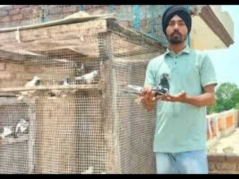 Kabutarbaazi in Punjab: Banned Tradition Making a Comeback 10-04-2026