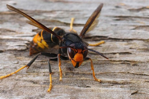Asian hornet warning issued after aggressive honeybee predator sighted in six counties for first time