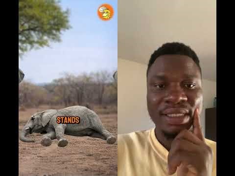 Ever heard of Animals that mourn like humans?? #shortsfeed #duet #youtubeshorts #sadanimalfacts