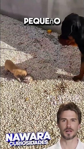 El perro mas valiente del mundo