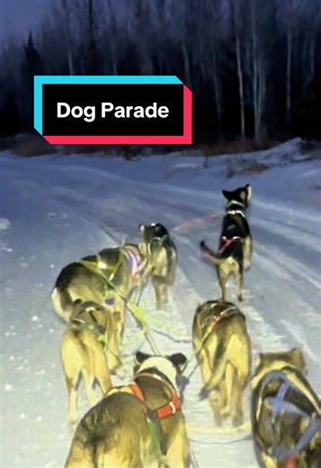 Adorable Sled Dog Barks at Passing Car