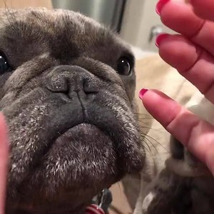 @bikini_and_buoy | Natural Dog Company