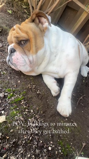 Bulldogs Enjoying Muddy Fun After Bath Time