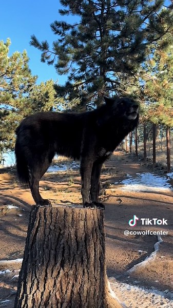 Meet Raven: The Beautiful 2-Year-Old Wolf at CWWC