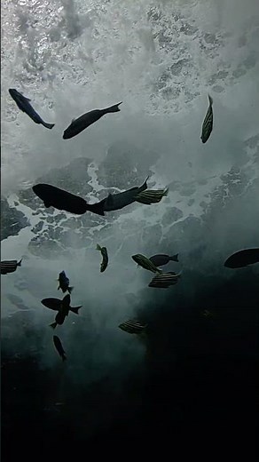 マリンワールド海の中道その1#マリンワールド海の中道#水族館#福岡市