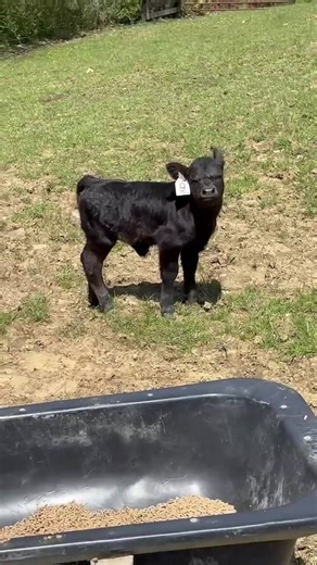Small But Mighty: Adorable Calf in the Spotlight
