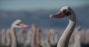 Prehistoric Planet 2 - Styginetta, Daniel A. Jara