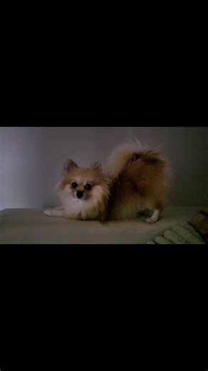 Modelando kkkkkkkk #dog #spitz #AmorDeQuatroPatas #pet #VidaComDogs