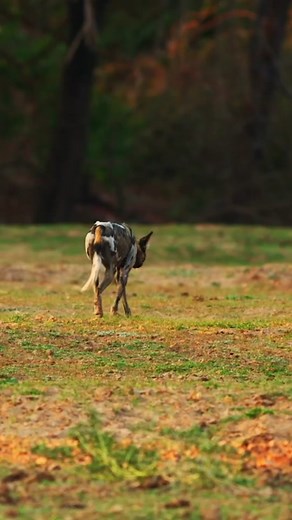 Warthog Defends Against 21 Wild Dogs in Epic Showdown