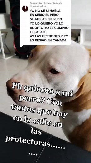 Understanding Pit Bull Behavior in Homely Settings