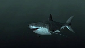 8.4M views · 2.1K reactions | Jaws did exist. Meet the million year old king of the sea. | Shark Week | Facebook