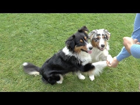 Springen - Gib Pfötchen - Drehen - Australian Shepherd Black Tri und Blue Merle 5 Monate - Welpen