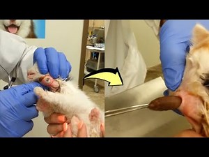 Amazing video of removing cuterebra from a kitten's neck