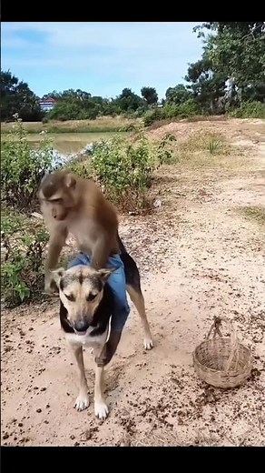 Dog vs Monkey: They Just Can’t Be Friends! #doglove #newyork