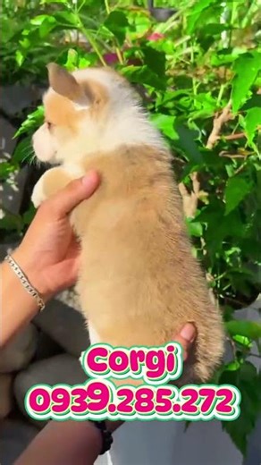Purebred Corgi Dogs for Sale #shopthucunggiare #pets #pomeranian #pets #corgi