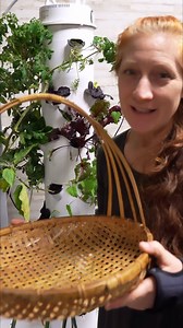 Letsbharvest some stinging nettle. To learn how to grow it make sure to check out my Youtube channel! Do you consume nettle? If so what is your favorite way to use it? | The Cottage Life