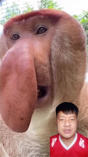 What Does a Proboscis Monkey Sound Like? Listen! #shortsfeed #monkey #bekantan #hewanunik