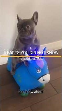 FACTS YOU DID NOT KNOW ABOUT THE FRENCH BULLDOG. #frenchbulldog #dogbreed #pets