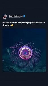 This striking image reveals a rare deep-sea jellyfish, whose intricate and vibrant appearance is reminiscent of a burst of fireworks. Residing in the abyssal depths of the ocean, this jellyfish uses its vivid bioluminescence to navigate, attract prey, or deter predators in the pitch-black waters. The radiant colors and dynamic structure of this creature not only highlight the diversity of marine life found in the deep sea but also resemble a natural spectacle of light and form, captivating the e