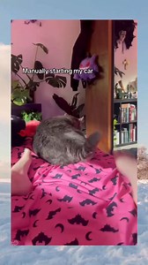 1.2M views · 41K reactions | Funny moments of Cat.. #animal #animalrescue #animalcair #animalpost #pet #animalkingdomdisney | animal98 | Facebook