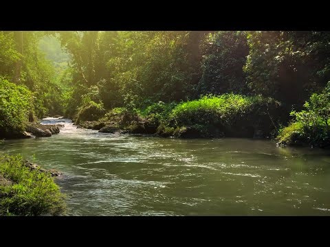 Relaxing Nature Sounds, Birds Singing, Clear Green Forest Stream