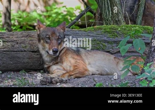 The wolf, Canis lupus, also known as the grey wolf or timber wolf is a canine native to the wilderness and remote areas of Eurasia and North America Stock Video Footage - Alamy