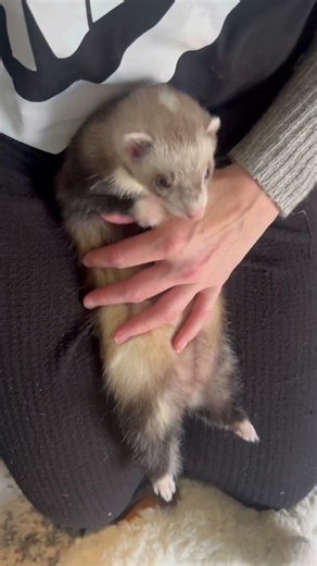 When you discover the baby is a cuddle bug #ferret #cuddlebuddy #huron