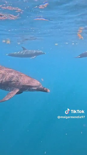 Swimming With Wild Spotted Dolphins in Florida
