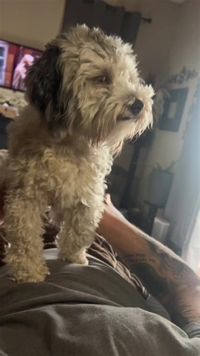 Eminem's Incredible Resilience with Dogs