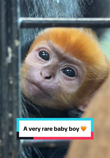 Introducing a Precious Baby François' Langur 🌟