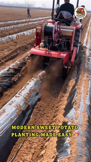 Advanced All-in-One Sweet Potato Planter Ridging, Fertilizing & Mulching #shorts