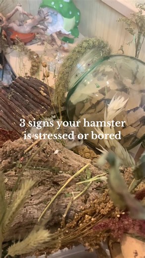 3 signs your hamster is stressed or bored - vc: me || #hamster #fyp #viral #willowthesyrianhamster