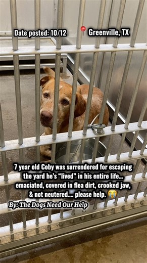 😭Please watch 20 sec, interact, & share to help find Coby a hero before too late. He’s been through the unimaginable.💔 7 year old Coby was surrendered for “continuously getting out” & not being able to keep him on the property (he’s not neutered). He’s chicken, dog, & kid friendly, not housebroken bc he’s “lived” outside his entire life, an “amazing dog” that loves to play fetch, came in with flea dirt all over him, emaciated, looks like he has a cut on his back leg, & his jaw appears to be cr