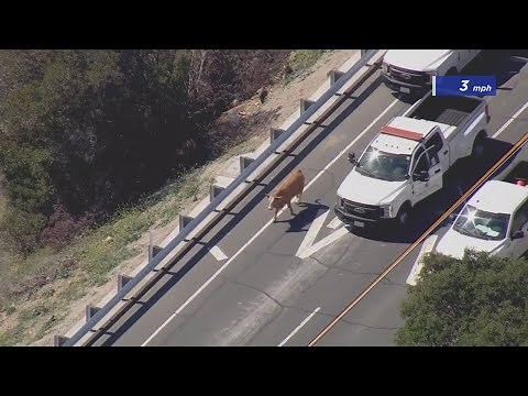 Cow pursuit: Authorities work to corral up loose bovine in Lakeview Terrace