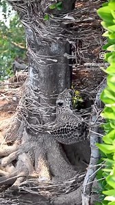 65 Greetings from Brazil 🇧🇷 … | Mirian Alger