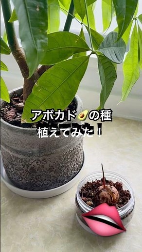 【観葉植物🪴アボカド】食べた後のアボカドの種🥑植えてみたら発芽した。 #アボカド #plants #観葉植物 #実験動画 #アボカドの種