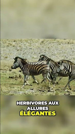 Zèbres: Stratégies de survie incroyables dans la savane #Zèbres #SavaneAfricaine #SurvieAnimale