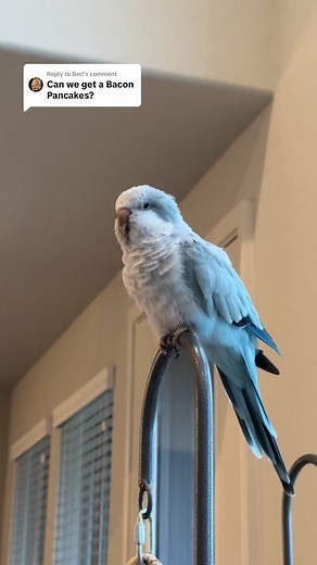 Bacon Pancakes Recipe for Quaker Parrots