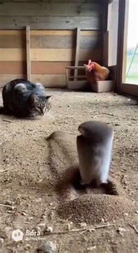 🥋💥 CAT VS GOPHER! Tabby Cat Gets Taken Out By Gopher's INSANE Roundhouse Kick! 🤯😂#funny