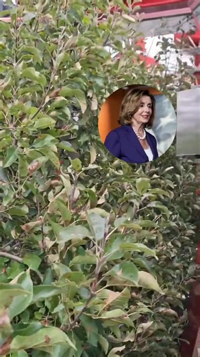 The fascinating process of apple harvesting 🍎—a time‑honored tradition carried out by hardworking Americans across our farms. Did you know? 🎓 But Democrats insist that we need illegal immigrants to pick our crops… they just can’t stop lying. #AppleHarvest #AmericanFarms #HarvestSeason #FarmLife #MadeInAmerica #Agriculture #Farmers #AutumnHarvest #FruitPicking #FarmStrong #CountryLife #RuralAmerica #SupportOurFarmers #FoodProduction #PatrioticFarming | Vincent Vlemx