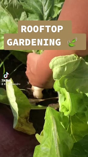 Epic Urban Rooftop Gardening 🍃: The Ultimate Guide to Self-Sustainable Food Growing