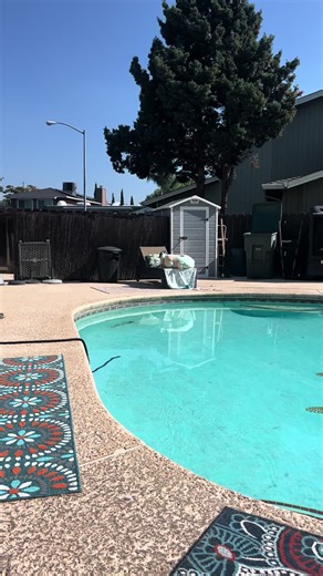 Everything You Need to Know About Shih Tzus